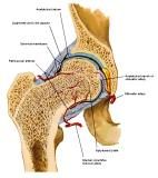 Anatomie: heup,bovenbeen,knie,onderbeen,enkel,voet,acetabulum,collum femoris,trachanter,femur,epicondyl,meniscus,kruisband,cruciate ligament,patella,knieschijf,tibia,fibula,malleolus,talus,calcaneus,tarsus,metatarsus,phalanx,falanx,quadriceps femoris,rectus femoris,sartorius,tensor fasciae latae,tractus iliotibialis,biceps femoris,gastrocnemius,semimembranosus,semitendinosus,soleus,suralis,vena saphena parva,vena saphena magna,sciatic,ischiadicus,peronea